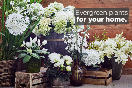 Faux Plants