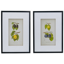 2 Piece Botanical Framed Paper Print Wall Art Set