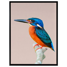 Prettier Than You Bird Canvas Wall Art