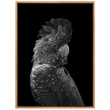 The Masked Ball Black Cockatoo Canvas Wall Art