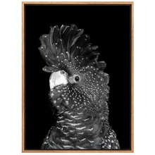 The Masked Ball II Black Cockatoo Canvas Wall Art