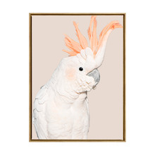Cockatoo Tango Framed Canvas Wall Art
