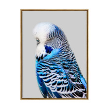 Blue Budgie Framed Canvas Wall Art