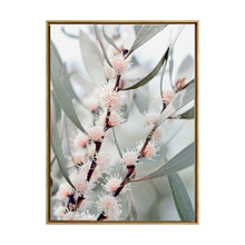 Hakea Flowers Framed Canvas Wall Art