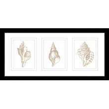 Stunning Shells Series Framed Trio Print