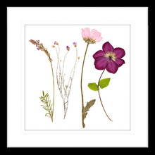Spring WIldflowers III Framed Print