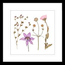 Spring WIldflowers IV Framed Print