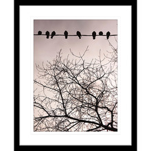 Swallows Song II Framed Print