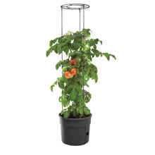 Tomato Grower Planter