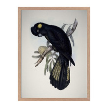 Yellow Tailed Black Cockatoo Framed Printed Wall Art