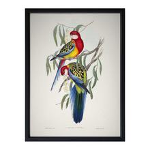 Eastern Rosella Framed Printed Wall Art