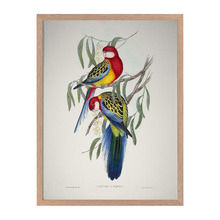 Eastern Rosella Framed Printed Wall Art