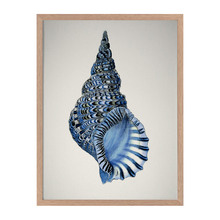 Indigo Conch I Framed Printed Wall Art