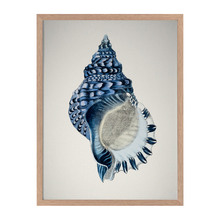 Indigo Conch II Framed Printed Wall Art