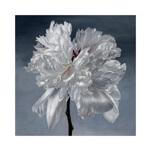 Blomst Canvas Wall Art