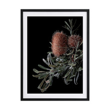 Wild Banksia Framed Printed Wall Art