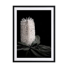 White Banksia I Framed Printed Wall Art