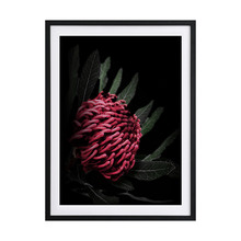 Waratah Framed Printed Wall Art