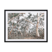 Gum Tree Forrest Framed Printed Wall Art