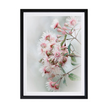 Gum Tree Blossoms Framed Printed Wall Art
