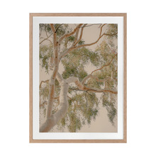 Golden Hour Gum Tree Printed Wall Art