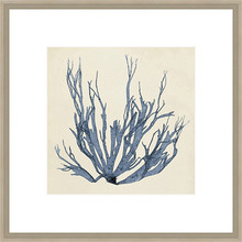 Coastal Seaweed I Framed Print