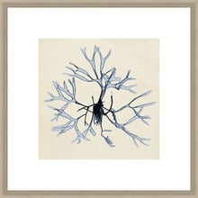 Coastal Seaweed II Framed Print