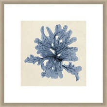 Coastal Seaweed IV Framed Print