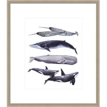 Whale Stack II Framed Print