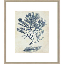 Indigo Blue Seaweed 2c Framed Print