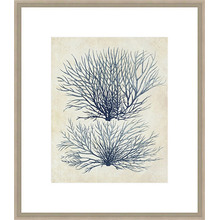 Indigo Blue Seaweed 1a Framed Print