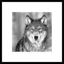 Wolf Framed Print
