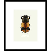 Beetle Orange Framed Print