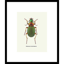 Beetle Green Framed Print