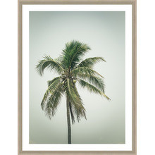 Coconut Palm Tree IV Framed Print