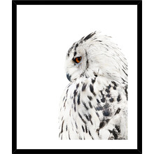 Big Grey Owl Framed Print