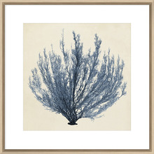 Coastal Seaweed III Framed Print