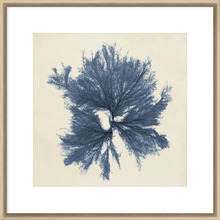 Coastal Seaweed V Framed Print