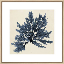 Coastal Seaweed IX Framed Print