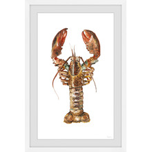 Mighty Lobster Framed Printed Wall Art