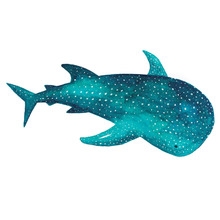Whale Shark Wall Decal