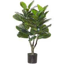 90 cm Fiddle Plant