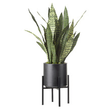 75cm Potted Sansevieria Plant with Stand