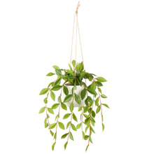 36cm Potted Faux Hanging Lush Leaf