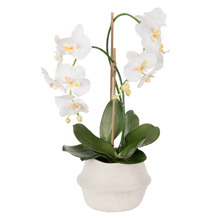 67cm White Potted Faux Phalaenopsis Orchid