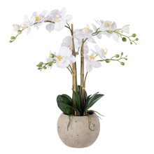 61cm Potted Faux Phalaenopsis Orchid