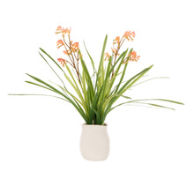72cm Faux Kangaroo Paw with Vase