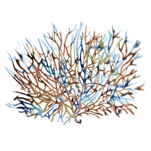 Coral Water Canvas Wall Art