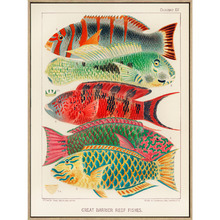 1893 Great Barrier Reef Fish Illustration Framed Canvas Wall Art