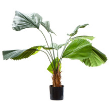 122cm Tall Fan Palm Tree